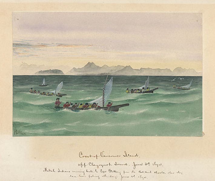 “Coast of Vancouver Island,” watercolor by Henry Wood Elliott, 1874, National Anthropological Archives, Smithsonian Institution (collections.si.edu)