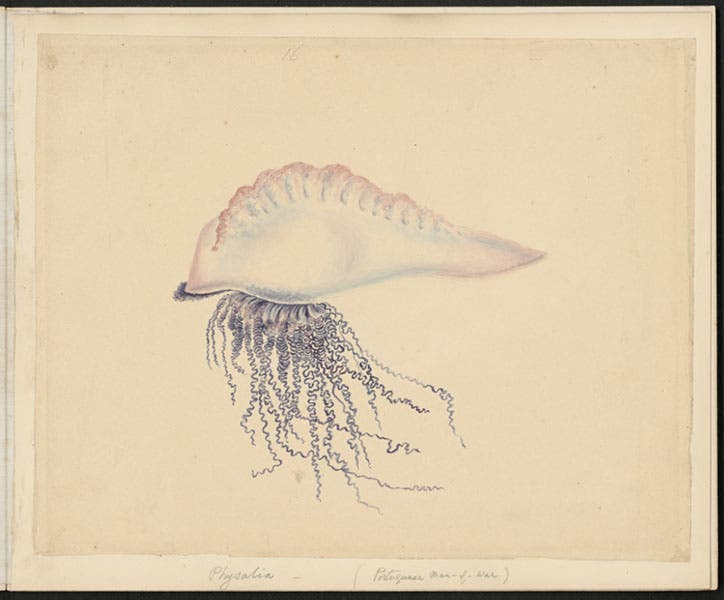 Portuguese man o’ war, by Elizabeth Gwillim, watercolor, 1801-07, McGill Library Special Collections (archivalcollections.library.mcgill.ca)