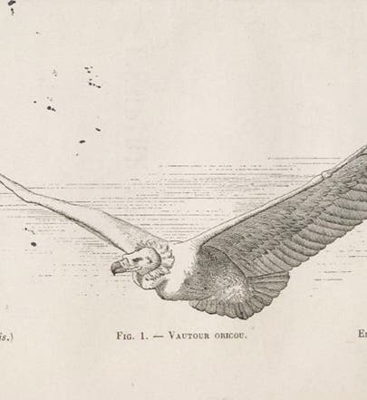 Oricou vulture, frontispiece, Louis Mouillard, <i>L'Empire de l'Air</i>, 1881 (Linda Hall Library)