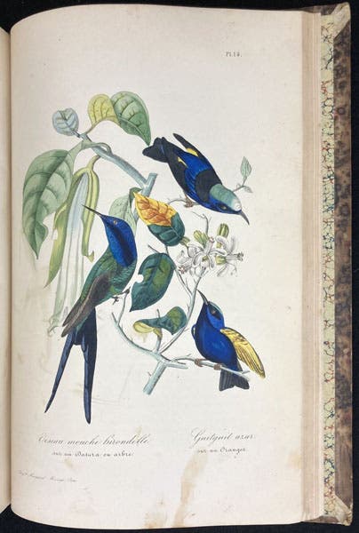 Hummingbirds, colored woodcut?, Le muséum d'histoire naturelle, by Paul-Antoine Cap, part 2, plate 14, p. 168, 1854 (Linda Hall Library)