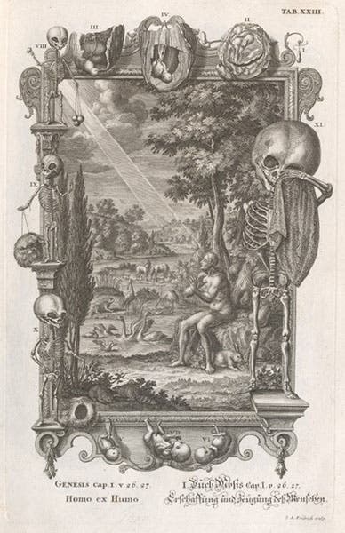 Homo ex humo, the creation of Adam (Genesis 1:26-7) and the fetal development of later humans, engraving, Johann Scheuchzer, Physica sacra, vol. 1, 1731 (Linda Hall Library)