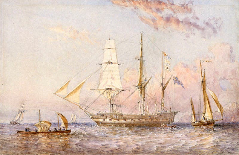 HMS Rattlesnake, watercolor by Oswald Brierly, 1853, National Maritime Museum, Greenwich (rmg.co.uk)