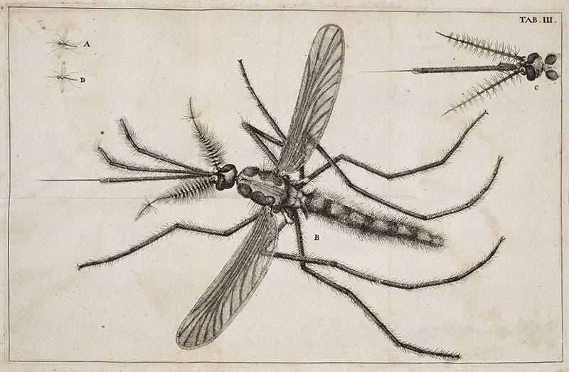 Adult mosquito, engraved plate, Jan Swammerdam, Historia insectorum generalis, 1669 (Linda Hall Library)