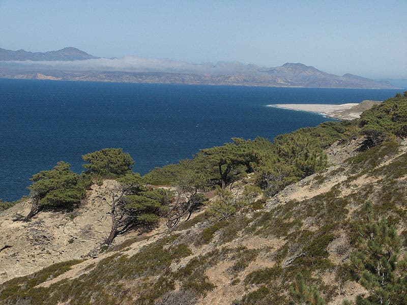 Stand of Torrey pines, Pinus torreyana, Santa Rosa Island, Channel Islands, California (Wikimedia commons)