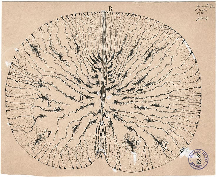 Glial cells of the spinal cord of a mouse, ink and pencil on paper, drawing by Santiago Ramón y Cajal, 1899, Cajal Institute (CSIC), Madrid (Wikimedia commons)