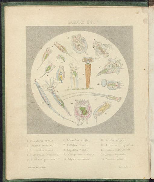 “Drop IV,” frontispiece showing various genera of rotifers, hand-colored lithograph by “Achilles,”  in Drops of Water, by Agnes Catlow, 1851 (Linda Hall Library)