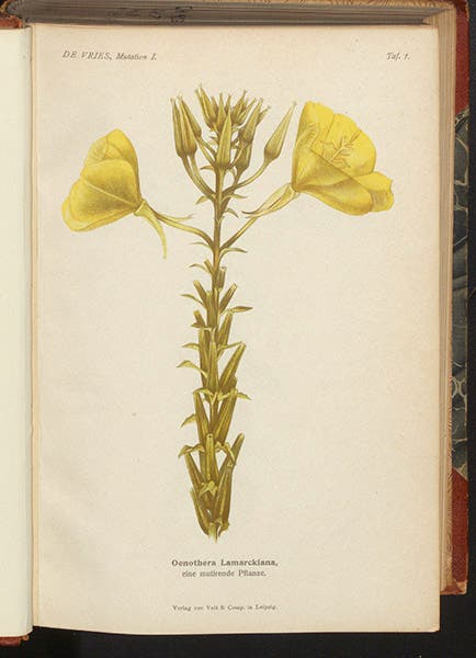 Oenothera lamarckiana, the evening primrose, color plate in Die Mutationstheorie, by Hugo de Vries, vol. 1, 1901 (Linda Hall Library)