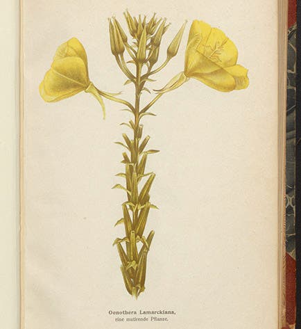 Oenothera lamarckiana, the evening primrose, color plate in Die Mutationstheorie, by Hugo de Vries, vol. 1, 1901 (Linda Hall Library)