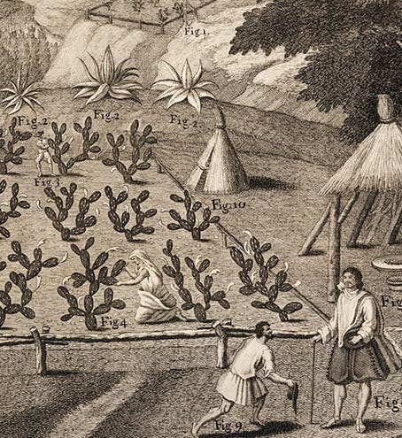 Detail of a prickly-pear (Opuntia) plantation in Oaxaca, showing the harvesting of cochineal insects from the cacti, detail of an engraving in A Natural History of Jamaica, by Hans Sloane, vol. 2, plate 9, 1707-25 (Linda Hall Library)