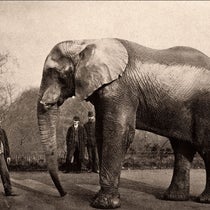 Jumbo and his handler at the London Zoo, photograph, before 1882 (allthatsinteresting.com on wordpress.com)