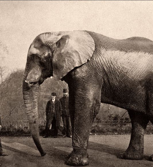 Jumbo and his handler at the London Zoo, photograph, before 1882 (allthatsinteresting.com on wordpress.com)