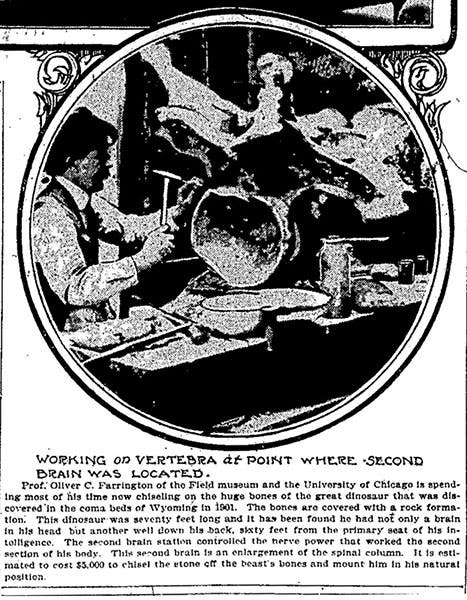 Oliver Farrington examining a cavity in a vertebra of a Brachiosaurus skeleton at the Field Museum, photograph, Chicago Tribune, Feb. 25, 1903 (geologywriter.com)
