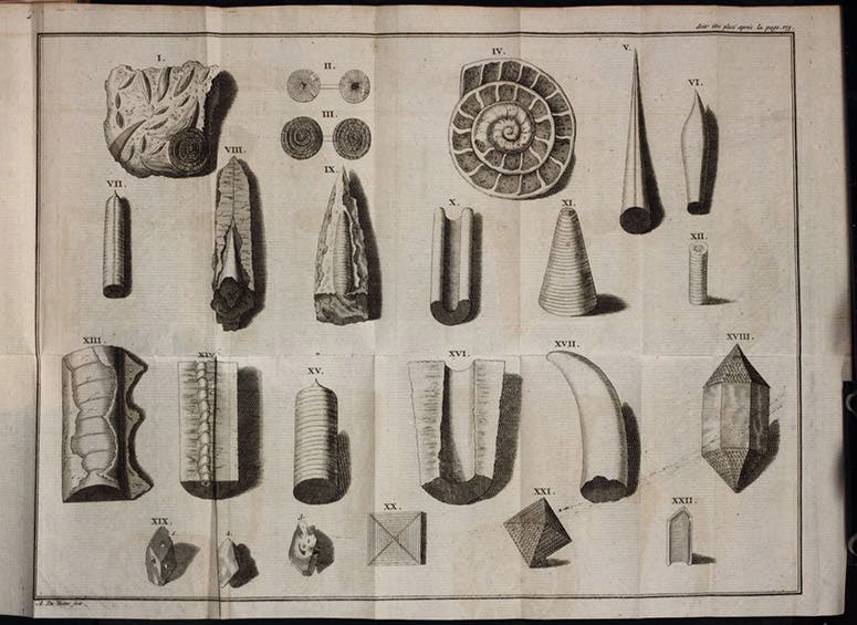 Fossils, mostly belemnites, folded engraved plate, Lettres philosophiques … avec un mémoire sur la théorie de la terre, by Louis Bourguet, 1729 (Linda Hall Library)