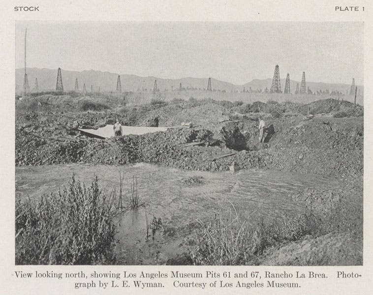 View of two of the tar pits at Rancho La Brea, with oil derricks in the background, photograph in Cenozoic Gravigrade Edentates of Western North America, by Chester Stock, top of plate 1 at end, 1925 (Linda Hall Library)