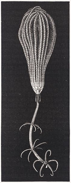 Crinoid named after Thomson, wood engraving, from his Depths of the Sea, 1873 (Linda Hall Library)