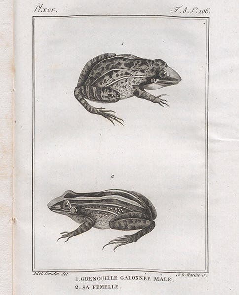 Two braided frogs, engraving, after Adélaļde Daudin, in François Daudin, Histoire naturelle ... des reptiles, vol. 8, 1803 (Linda Hall Library)