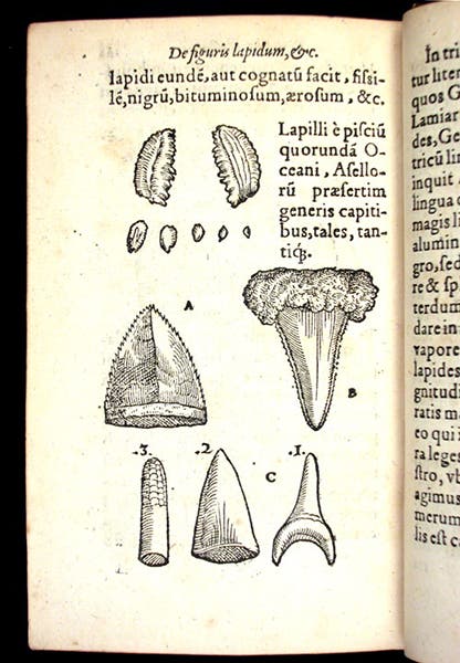 Glossopetrae (tonguestones), woodcut in De rerum fossilium, by Conrad Gessner, 1565 (Linda Hall Library)