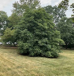 Red Horsechestnut summer