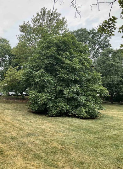Red Horsechestnut summer