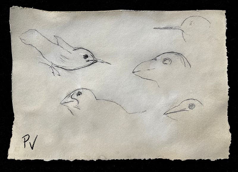 Sketches of the heads and beaks of finches modified and bred in Mauritsstad, Ecuador, by Pieter Vogelvormer, undated leaf but 1640s, signed “PV,” Mauritshuis Museum, The Hague (mauritshuis.nl/en)
