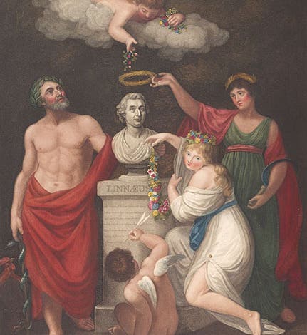 “Aesculapius, Flora, Ceres, and Cupid honouring the Bust of Linnaeus,” hand-colored engraving by Caldwall after painting by Russel and Opic, in New Illustration of the Sexual System of Carolus von Linnaeus, by John Thornton, 1807 (Linda Hall Library)