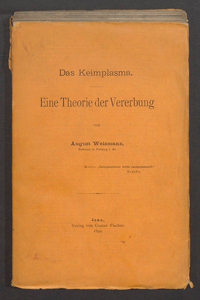 Original wrappers of August Weismann, Das Keimplasma: eine Theorie der Vererbung., 1892 (Linda Hall Library)