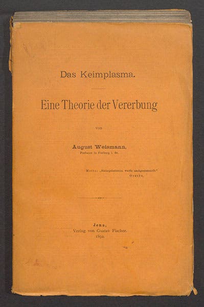 Original wrappers of August Weismann, Das Keimplasma: eine Theorie der Vererbung., 1892 (Linda Hall Library)