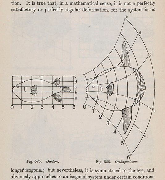 Graph of the form of <i>Diodon</i> (porcupinefish), left, distorted to produce the form of an <i>Orthagoriscus</i> (ocean sunfish), right, <br>from Thompson, <i>On Growth and Form</i>, 1945 (Linda Hall Library)