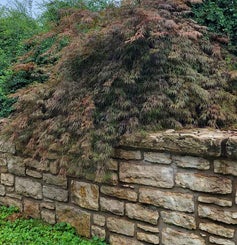 Japanese Maple Summer