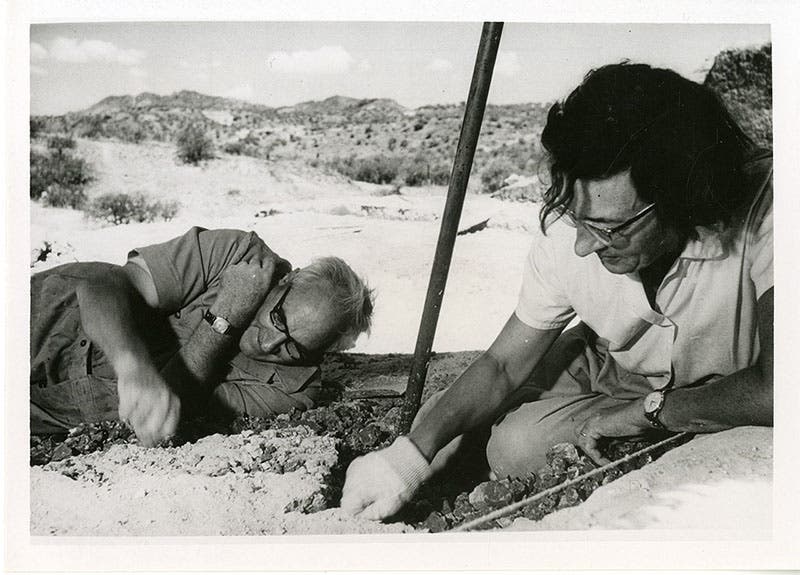 Mary and Louis Leakey, excavating at Olduvai Gorge, photograph, undated (Wikimedia commons)
