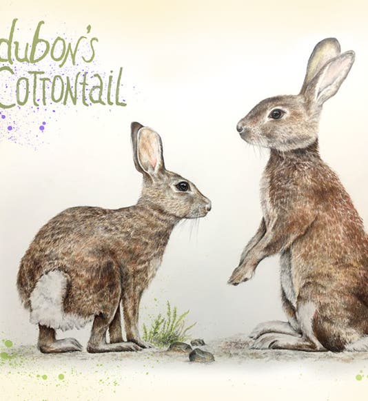 Audubon’s cottontail, Melissa Dehner, 2019
