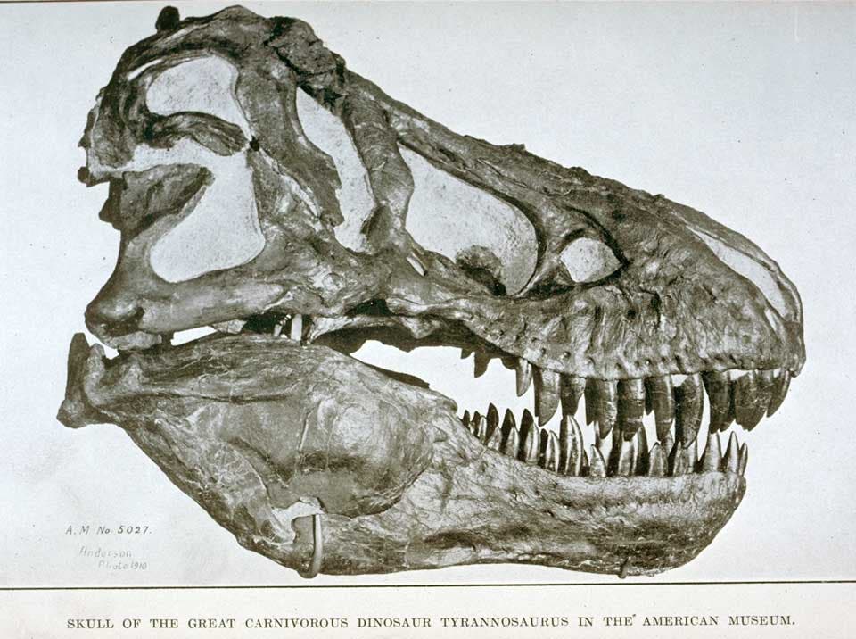 Tyrannosaurus skull in the American Museum. This work is not part of our History of Science Collection, nor was it included in the original exhibition. Image source: Matthew, W. D. Dinosaurs, With Special Reference to the American Museum Collections. New York: American Museum of Natural History, 1915, frontispiece.