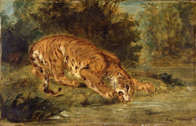 Tiger Drinking, by Eugène Delacroix. Ca 1853 (Wadsworth Atheneum, Hartford)