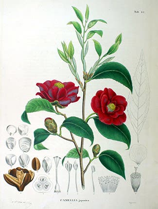 Japanese Camelia, from Flora Japonica, 1835-70 (Wikimedia Commons)