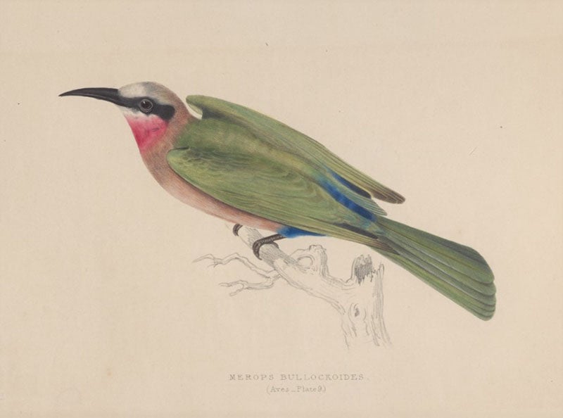 A white-fronted beater, hand-colored lithograph by Gerald H. Ford, in Andrew Smith, Illustrations of the Zoology of South Africa, vol. 2: Aves, 1849 (Linda Hall Library)