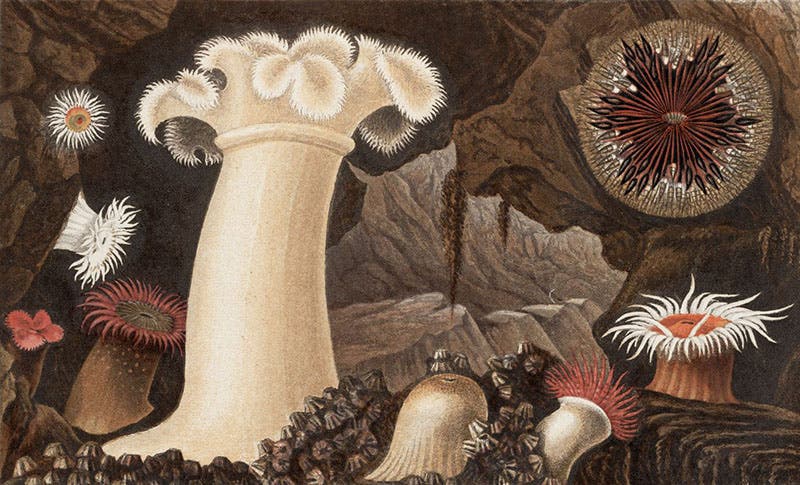 Anemones, chromolithograph in Actinologia Britannica, by Phillip Henry Gosse, plate 1, 1860 (Linda Hall Library)