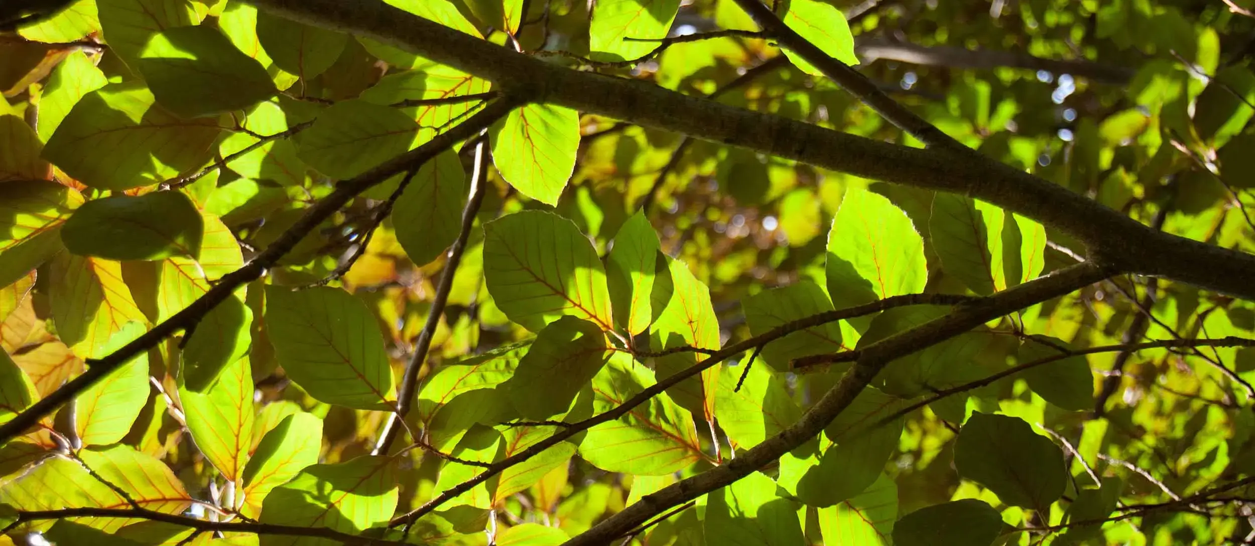 Linda Hall Library arboretum champion tree European beech