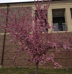 Flowering Crab spring