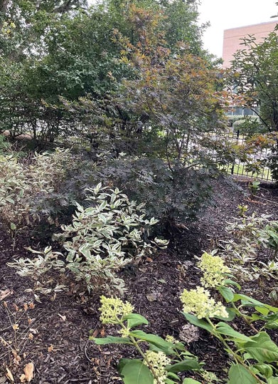 Japanese Maple summer