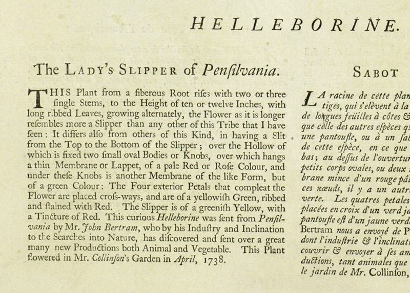 Text accompanying plate 72, explaining that Catesby first saw the lady’s slipper growing in Collinson’s garden in 1738, The Natural History of Carolina, Florida, and the Bahama Islands, by Mark Catesby, 2nd ed., vol. 2, page 72, 1754 (Linda Hall Library)