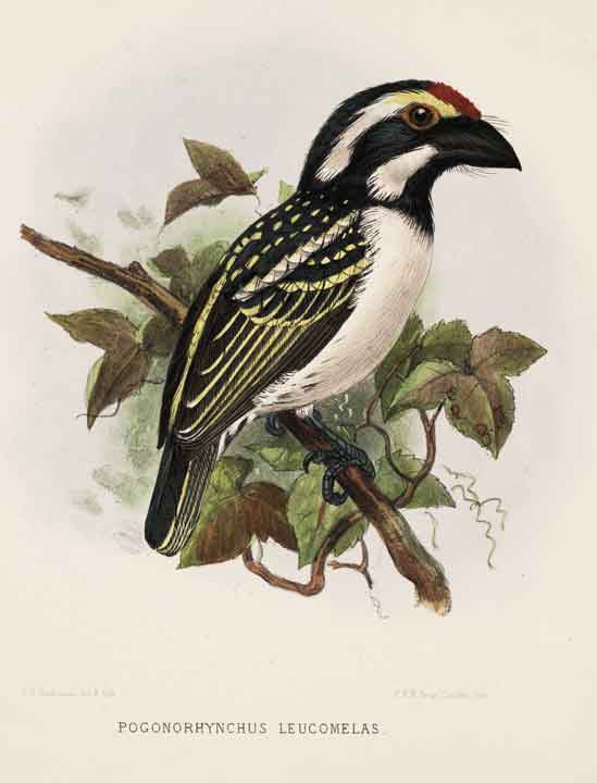 Crowned barbet, hand-colored lithograph by J.G. Keulemans, in A Monograph of the Capitonidae, or Scansorial Barbets,  by Charles H.T. Marshall and George F.L. Marshall, 1870 (Linda Hall Library)