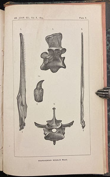 Hesperornis regalis, a Cretaceous cormorant-like flightless bird, lithograph in “On the Odontornithes, or birds with teeth,” by Othniel C. Marsh, American Journal of Science, ser. 3, vol. 10, pl. 9, 1875 (Linda Hall Library)