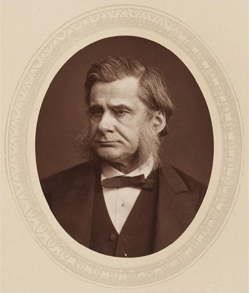 Portrait of Thomas Henry Huxley, X Club member, photograph, 1881, National Portrait Gallery (npg.org.uk)