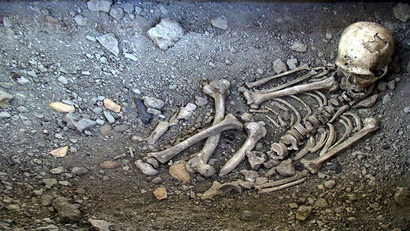 Replica of the partially excavated grave of the Old Man of La Chapelle-aux-Saints, Le Musée de l'Homme de Néandertal, La Chapelle-aux-Saints (donsmaps.com)
