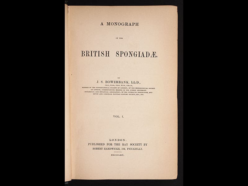 Bowerbank published his own monograph on British sponges in 1864.