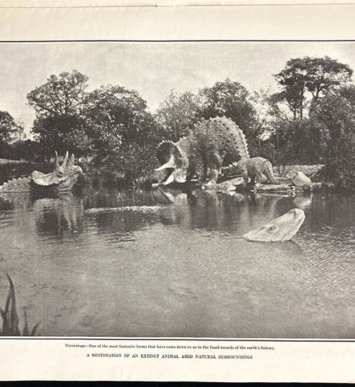 Triceratops family, sculptures by Josef Pallenberg at Tierpark Hagenbeck, Hamburg, Scientific American, vol. 104(14), p. 353, Apr. 8, 1911 (The Linda Hall)