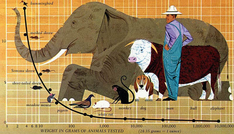 Graphic by Charley Harper, comparing oxygen consumption per gram to the square root of an animal’s body mass, for The Giant Golden Book of Biology, by Gerald Ames and Rose Wyler, 1961 (charleyharperprints.com)