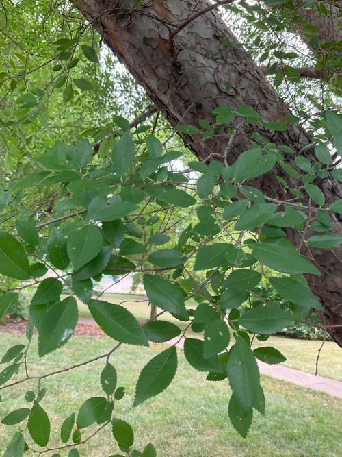 Lacebark Elm leaf