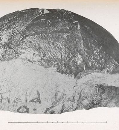 The first skullcap of Peking man (Sinanthropus pekinensis), found by Pei Wenzhong (W.C. Pei) at Dragon Bone Hill, Chou Kou Tien (now Zhoukoudian), Dec. 2, 1929, photograph published by Davidson Black in the Bulletin of the Geological Society of China, vol. 8, 1929 (Linda Hall Library)
