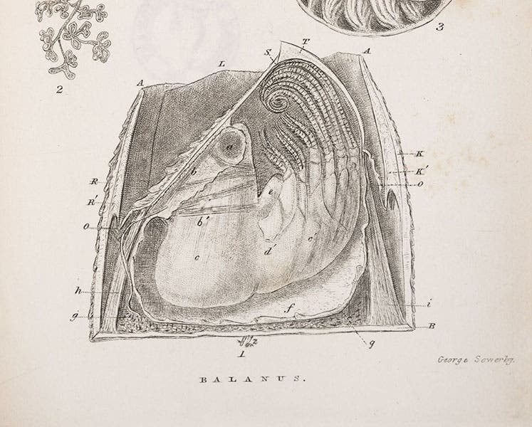 Cross-section of a typical acorn barnacle (Balanus), engraving by George Sowerby, in A Monograph on the Sub-Class Cirripedia, with Figures of All the Species, Vol. 2: The Balanidae, by Charles Darwin, 1854 (Linda Hall Library)